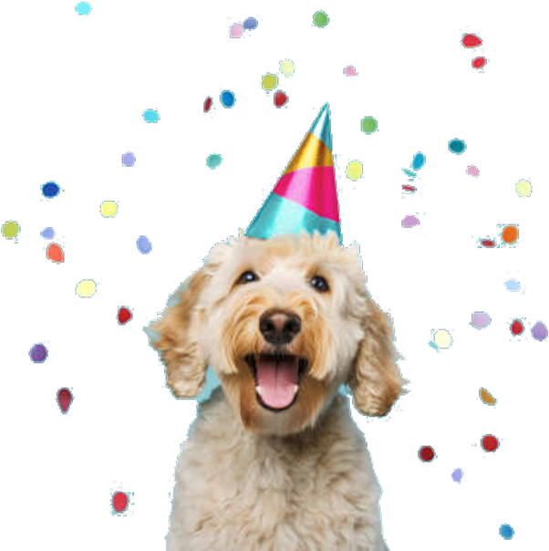 ph-hero-dog-confetti