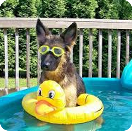 placeholder-dog-pool